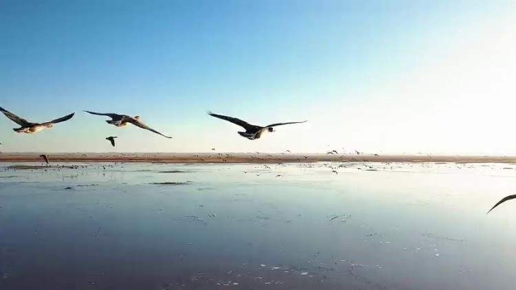 内蒙古：科尔沁湿地公园迎来候鸟迁徙季
