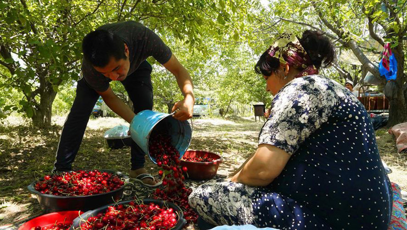 乌兹别克斯坦：樱桃熟了