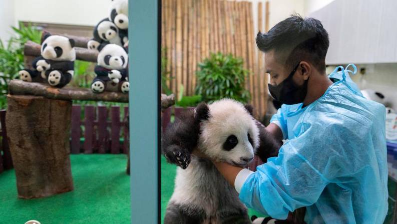马来西亚出生的第三只大熊猫宝宝首次公开亮相