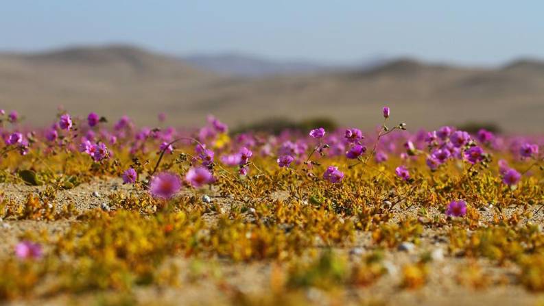 智利北部：“开花的沙漠”