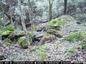 长青保护区首次在低海拔区域拍摄到金钱豹影像