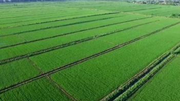 中国农业经济增长加快务农收入持续回升