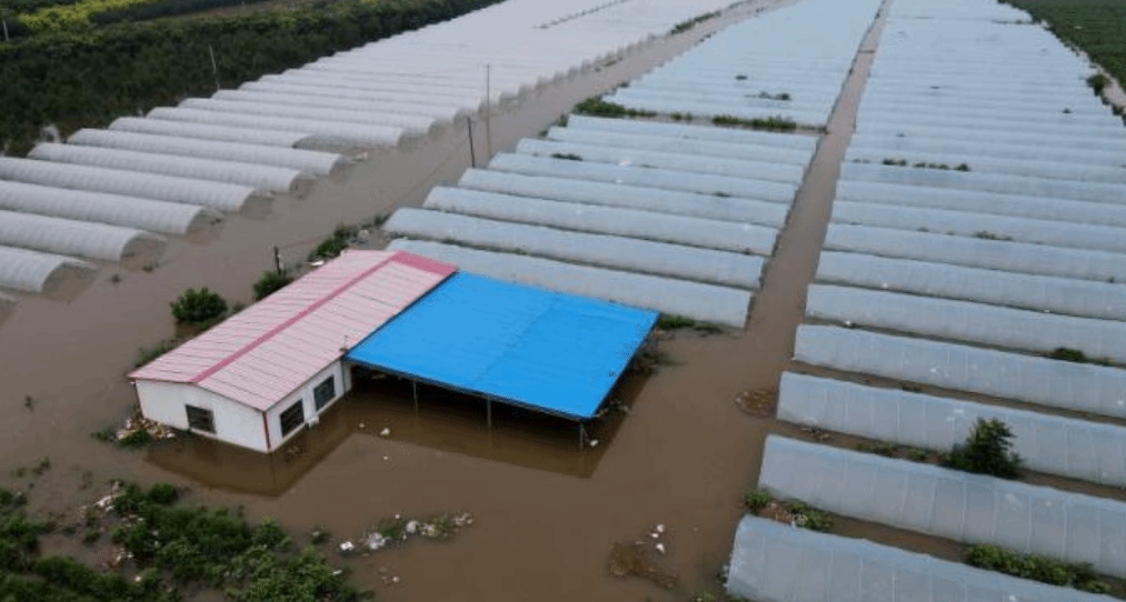 农业农村部派专家组赴河南河北指导灾后农业生产恢复