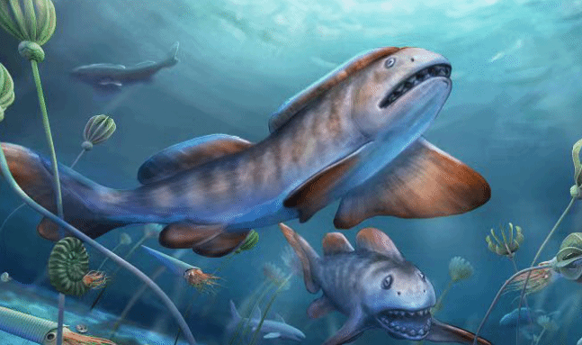中国首次发现2.9亿年前史前凶猛鲨鱼化石