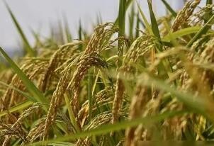 农业农村部：到2025年水稻种植机械化率达到65%
