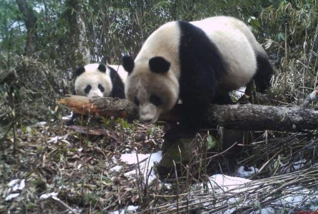 四川大熊猫国家公园生态法庭发出生态环境侵权禁止令