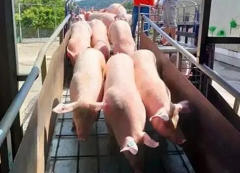 农业农村部：精准实施生猪产能调控和冻猪肉收储调节