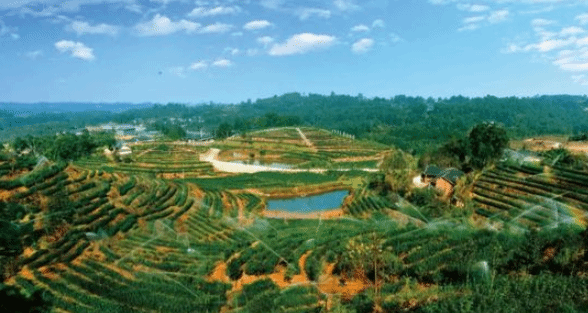 江西力争2025年油茶林面积达1988.6万亩
