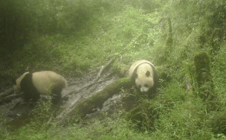 川陕甘三省加强大熊猫国家公园司法协同保护