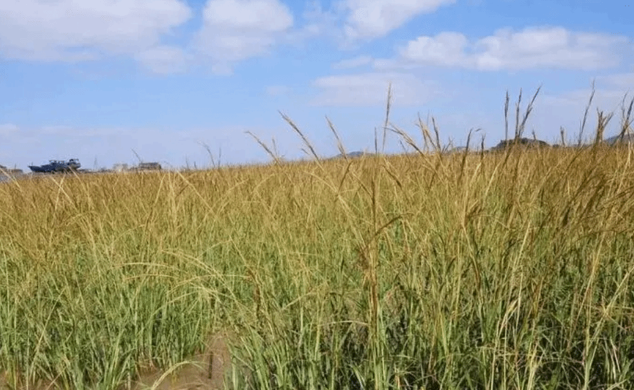 黄河入海口外来入侵物种互花米草得到有效治理