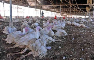 日本接连出现禽流感疫情 约4.8万只鸡将被扑杀