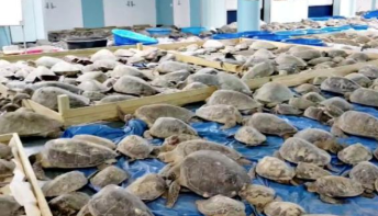 美得州“冻晕”数千只海龟 志愿者紧急救助