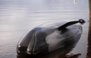 印尼数十头鲸鱼搁浅死亡 拟退潮后将其埋葬