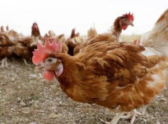 美报告一例人感染H5型禽流感病毒病例