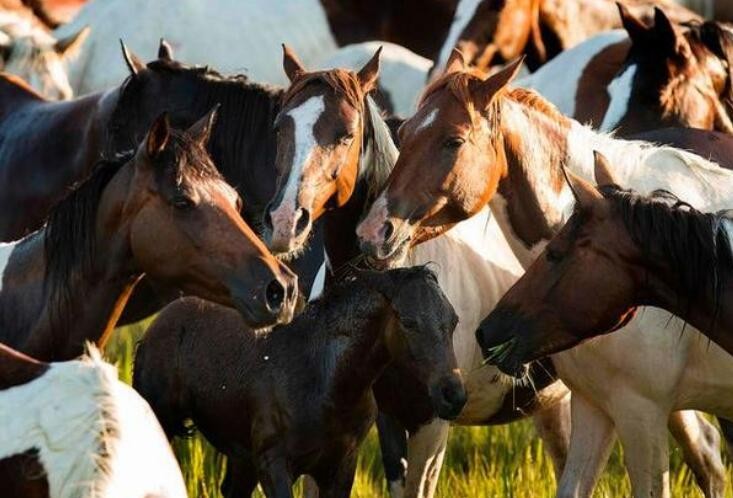 美国科罗拉多州暴发马流感疫情 上百匹野马死亡