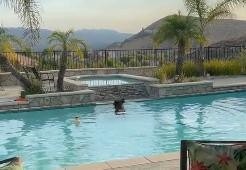 美国加州受热浪侵袭 黑熊闯入私人游泳池解暑