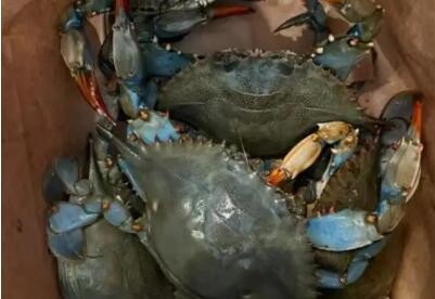 意大利拨款290万欧元应对入侵物种“蓝蟹”
