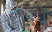 美国又一州出现禽流感病例！约10万只家禽被扑杀
