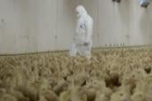 荷兰农场再度暴发禽流感疫情 逾6万只家禽被扑杀