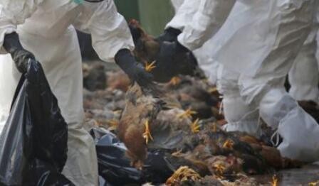 世卫组织：柬埔寨出现人感染H5N1禽流感死亡病例