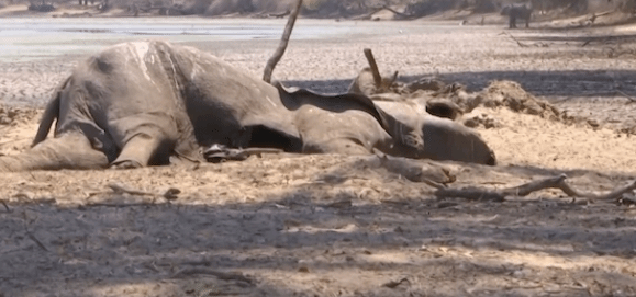 津巴布韦一保护区至少100头大象因缺水死亡