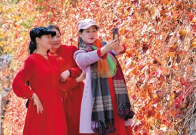 北京香山红叶观赏期16日开始 预计有6天高峰日