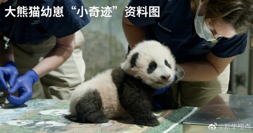 定了！旅美大熊猫保护研究合作将延期三年
