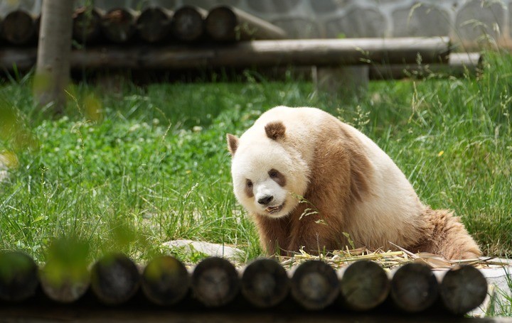 科学家揭开棕色大熊猫毛色之谜