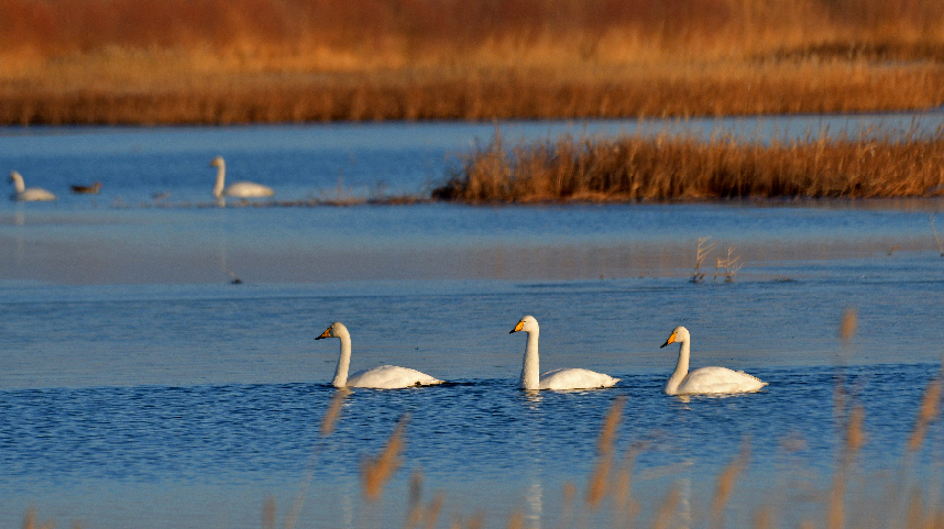 甘肃：优雅！大批白天鹅“打卡”黑河湿地