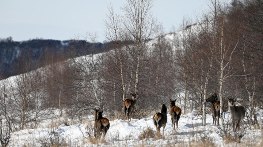 内蒙古黄岗梁国家森林公园野生马鹿增长到3400多只