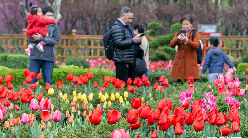 上海：春分时节百花开 踏青赏花正当时