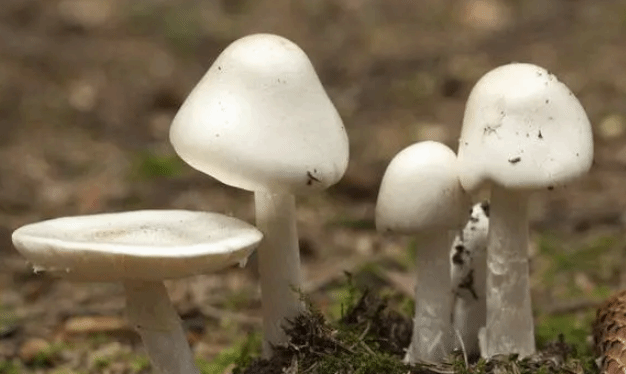  注意9月是蘑菇中毒的高发期 降雨过后警惕“毒蘑菇”