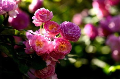 大气仙意蔷薇诗 还看李白的蔷薇 蔷薇几度花