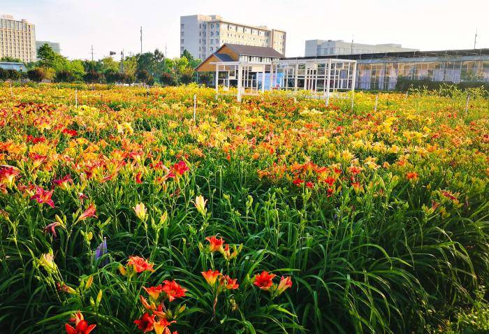 小黄花释放大能量 2023中国（上海）萱草文化节在沪开幕