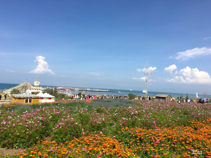 【陕西】盛夏时节，咱们去青海避暑吧