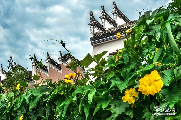11-《绿色生态马头生辉》—马头墙的构造为，随屋面坡度层层迭落，以斜坡长度定为若干档，墙顶挑三线排檐砖，上覆以小青瓦，并在每只垛头顶端安装搏风板（金花板）。其上安各种苏样“座头”（“马头”），有“鹊尾式”、“印斗式”、“坐吻式”等数种。DSC_1886副本副本