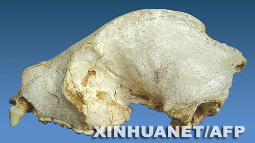 这是大熊猫头骨化石的资料照片。