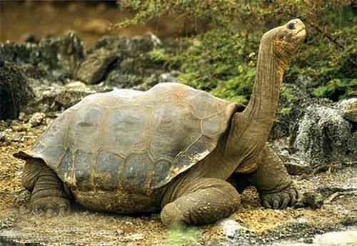 图中这只乌龟体重超过300千克，体长接近2米，是现存的野生龟中最大的一只。