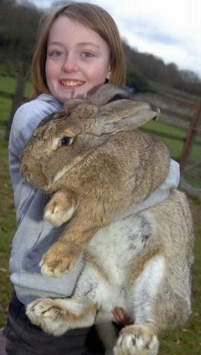 世界上最长的野兔名叫艾米，它身长(鼻端到尾巴端)也已达到4英尺(约1.2米)。