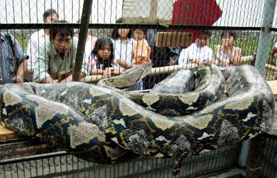 迄今为止，人类世界上最大的蛇来自自印度尼西亚，该蛇长约14.85米，重约447公斤。