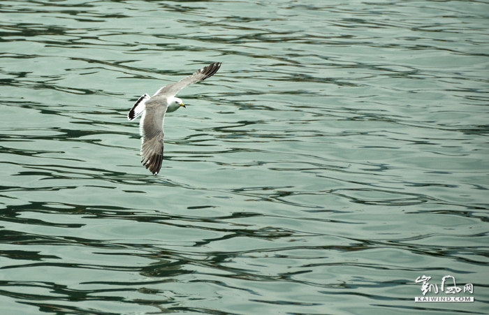 在威海，能够在城市中轻易看到海，在海边也能轻易看到自由飞翔的海鸥，这些海鸥无视来玩的船舶和岸上的游人