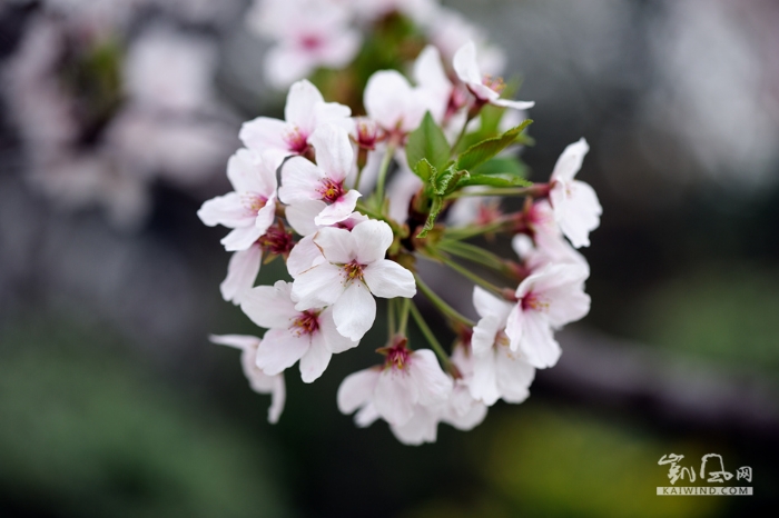 抱团簇拥，婀娜多姿的樱花是爱情与希望的象征，代表着高雅，质朴纯洁的爱情。