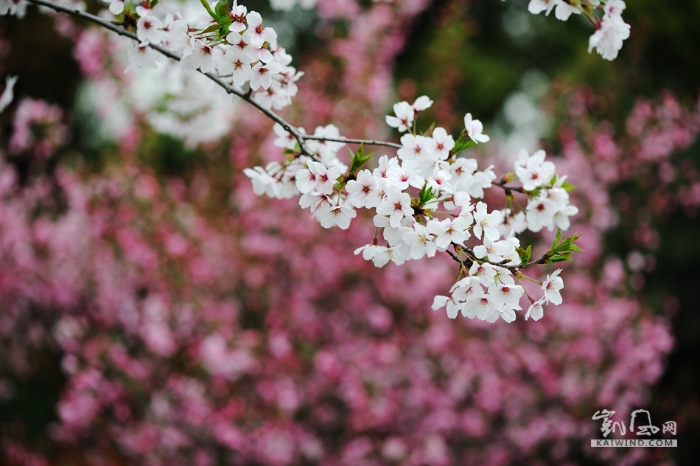 此情此景，不由让人想起了李商隐的名句：樱花烂漫几多时？柳绿桃红两未知。