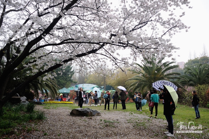 绵绵春雨，樱花树下落英缤纷，雨水非但没有减少游人赏樱的兴致，反而更增添了一份宁静的氛围。