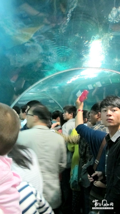 上海海洋水族馆自动步行海底隧道内拥堵的长队。