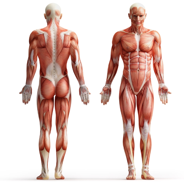 男性肌肉结构