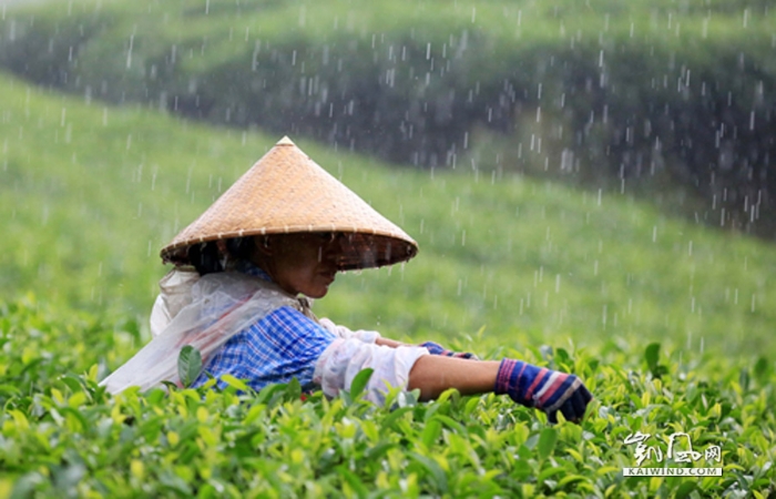 图1：8月7日，在融安县板榄镇东岭村茶园，一名瑶族妇女在雨中采摘茶叶。（谭凯兴摄）副本