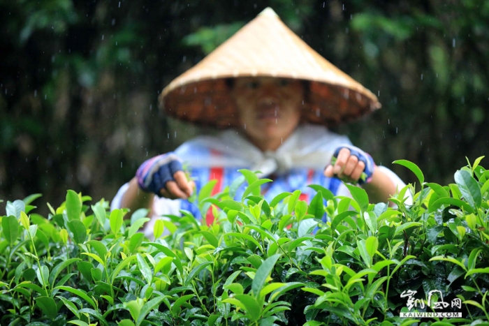 图4：8月7日，在融安县板榄镇东岭村茶园，一名瑶族妇女在雨中采摘茶叶。（谭凯兴摄）副本