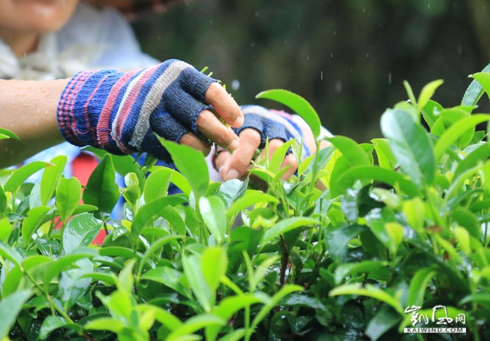 图5：8月7日，在融安县板榄镇东岭村茶园，一名瑶族妇女在雨中采摘茶叶。（谭凯兴摄）副本