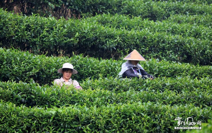 图6：8月7日，在融安县板榄镇东岭村茶园，瑶族妇女在雨中采摘茶叶。（谭凯兴摄）副本